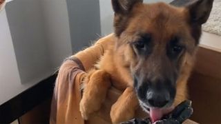 German Shepherd eating out of a high chair 