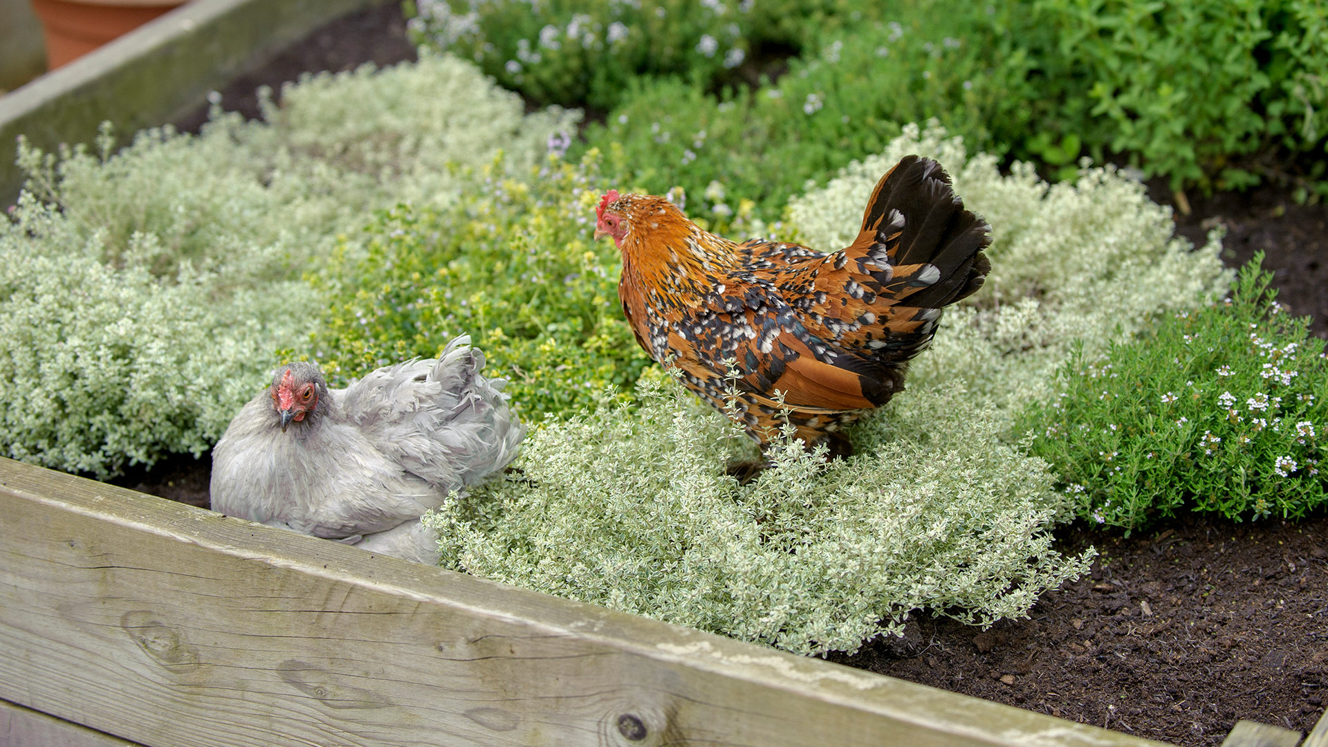 Two chickens grazing in a garden raised planter