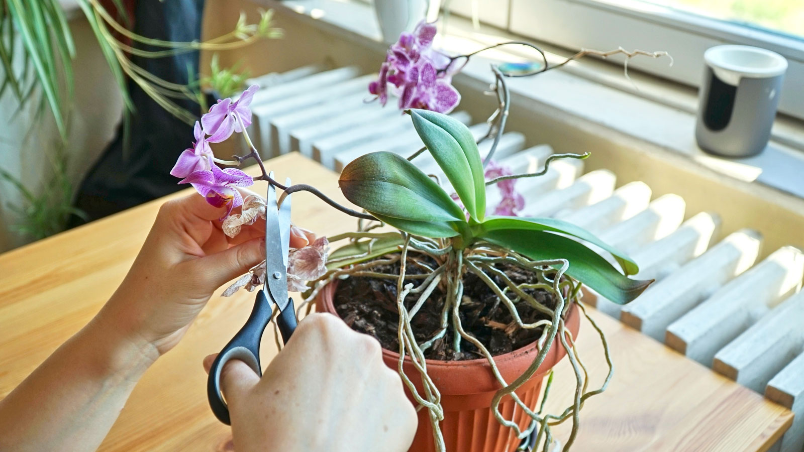 pruning an orchid on a table with scissors