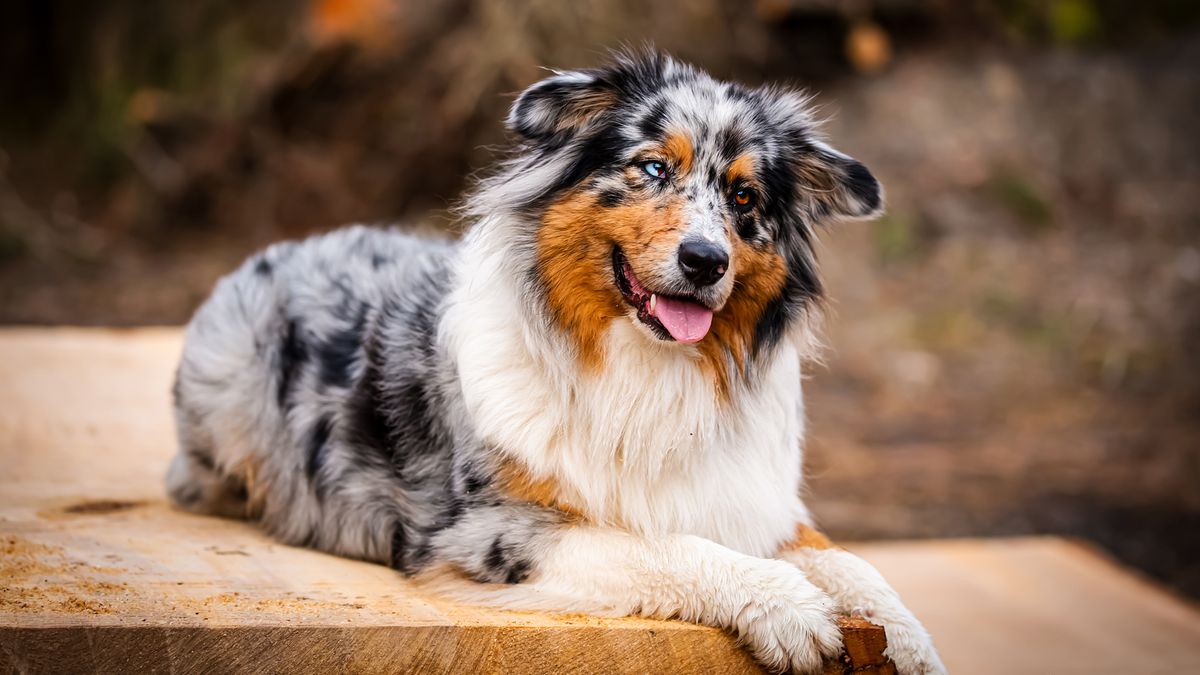 Eight Of The Best Behaved Dog Breeds | PetsRadar