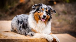 Australian Shepherd Dog