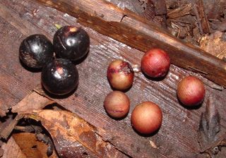 Palm seeds and fruits