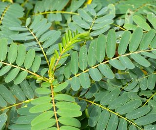 Green foliage of the hummingbird tree