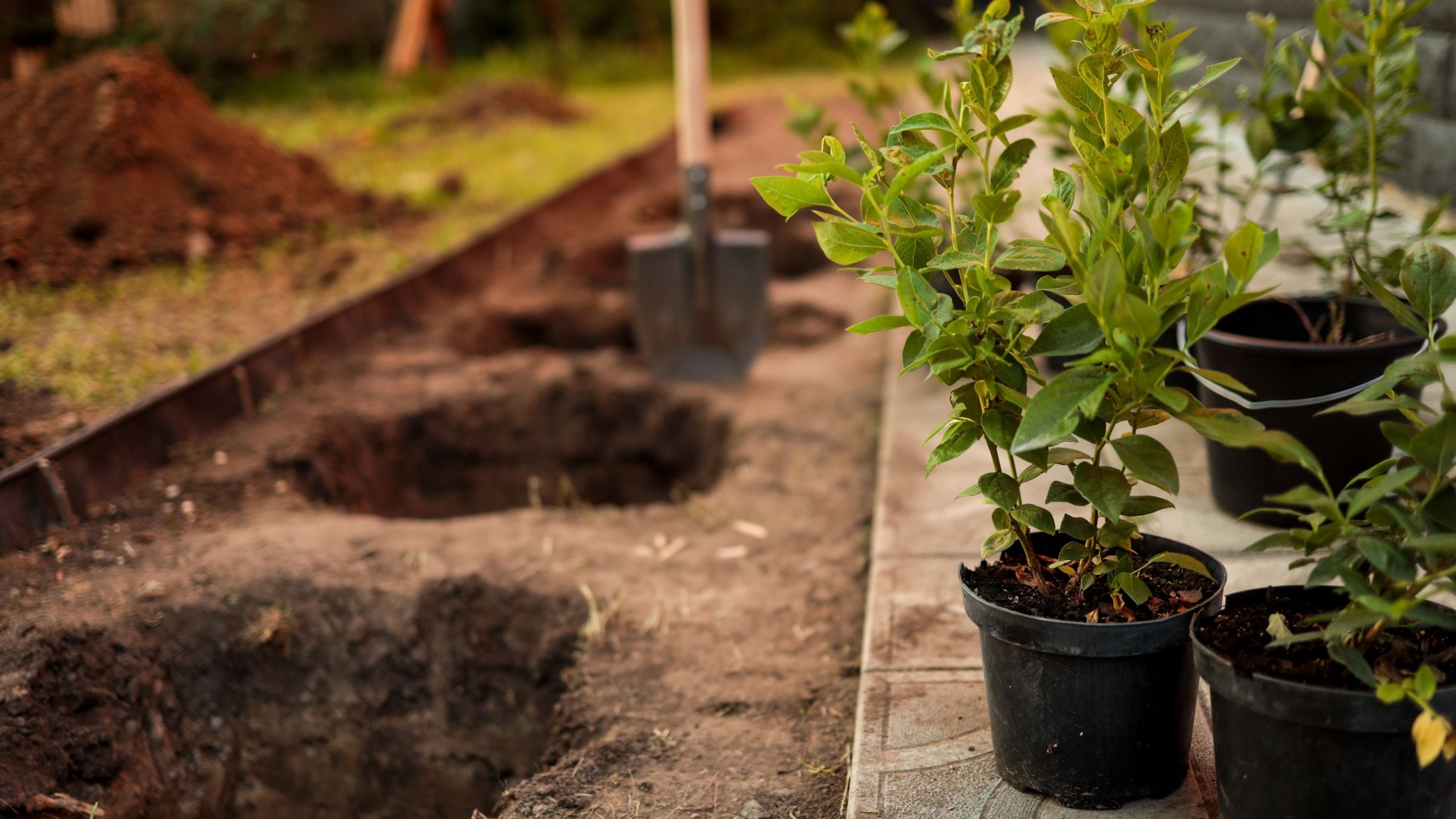 Planting holes next to shovel and shrubs in garden