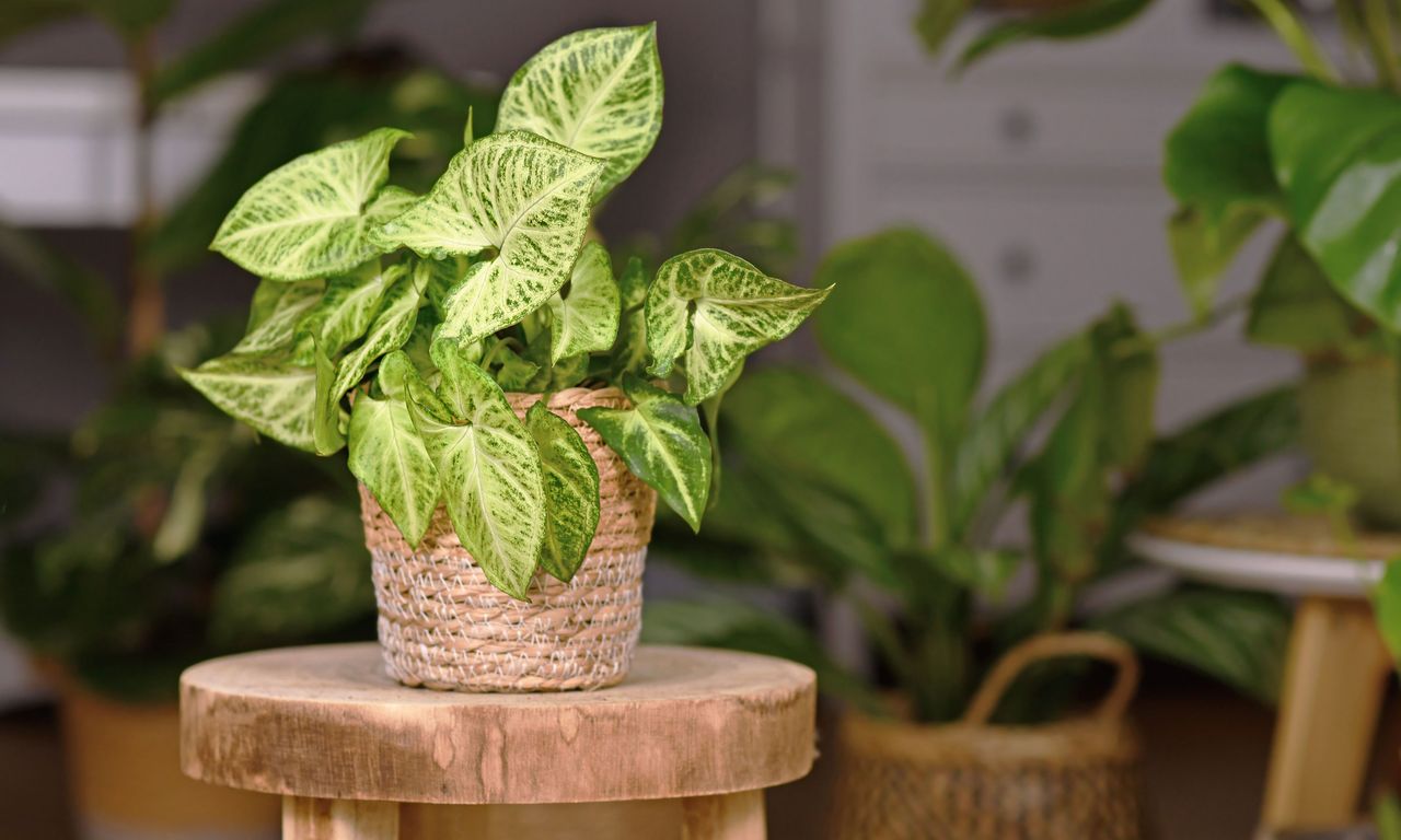 Tropical &#039;Syngonium Podophyllum Arrow&#039; houseplant in basket pot