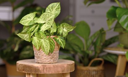 Tropical 'Syngonium Podophyllum Arrow' houseplant in basket pot