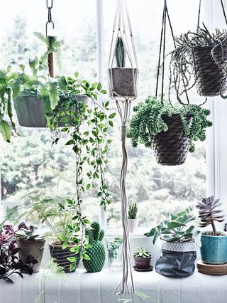plants hanging in a window and on a window sill