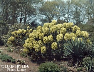 Gertrude Jekyll's garden at Munstead Wood - photographed in 1912 (©Country Life Picture Library)