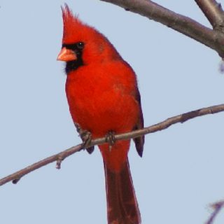 The Northern Cardinal