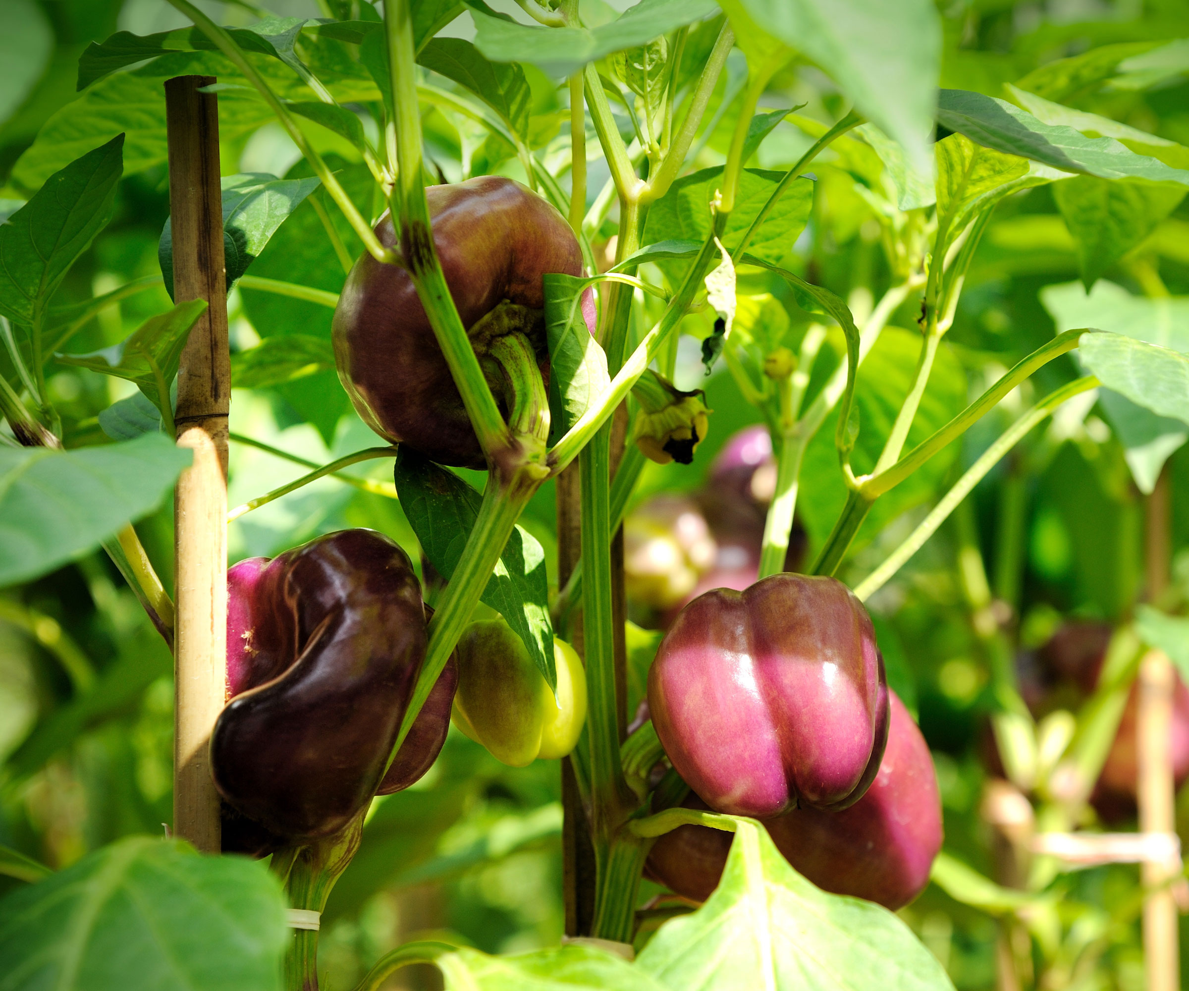 purple bell peppers growing on plants with large wooden stakes supporting the stems