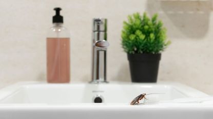 A small water bug on the edge of a white sink 