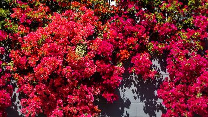 Bougainvillea growing over wall