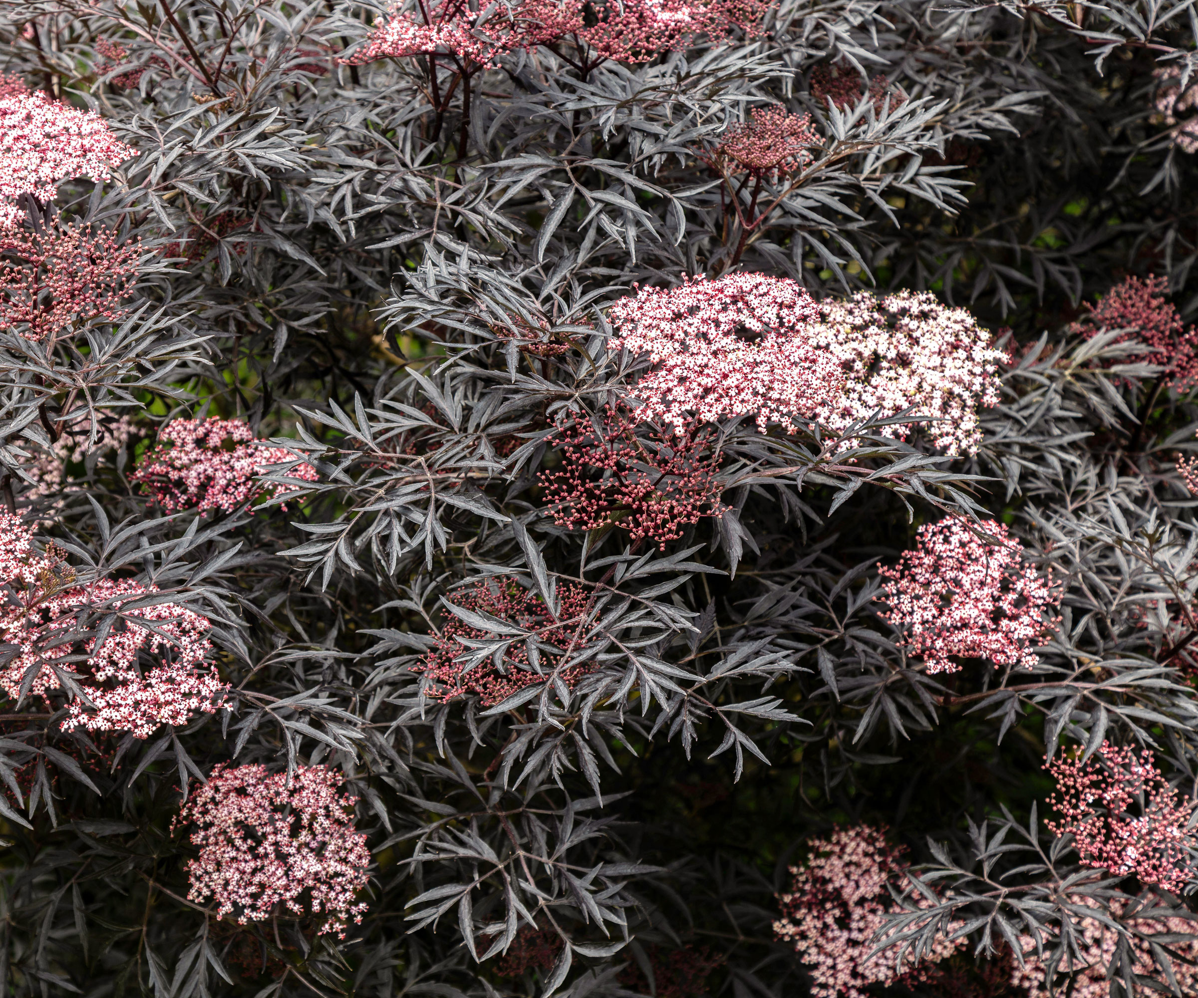 black sambucus elderflower shrub with pink frothy flowerheads
