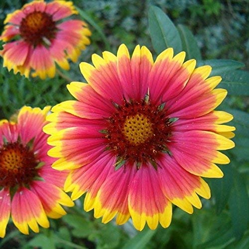 Dirt Goddess Super Seeds Non Gmo Bulk Annual Gaillardia Blanket Flower Seed - Gaillardia Pulchella (1 Lb) North American Native Wildflower