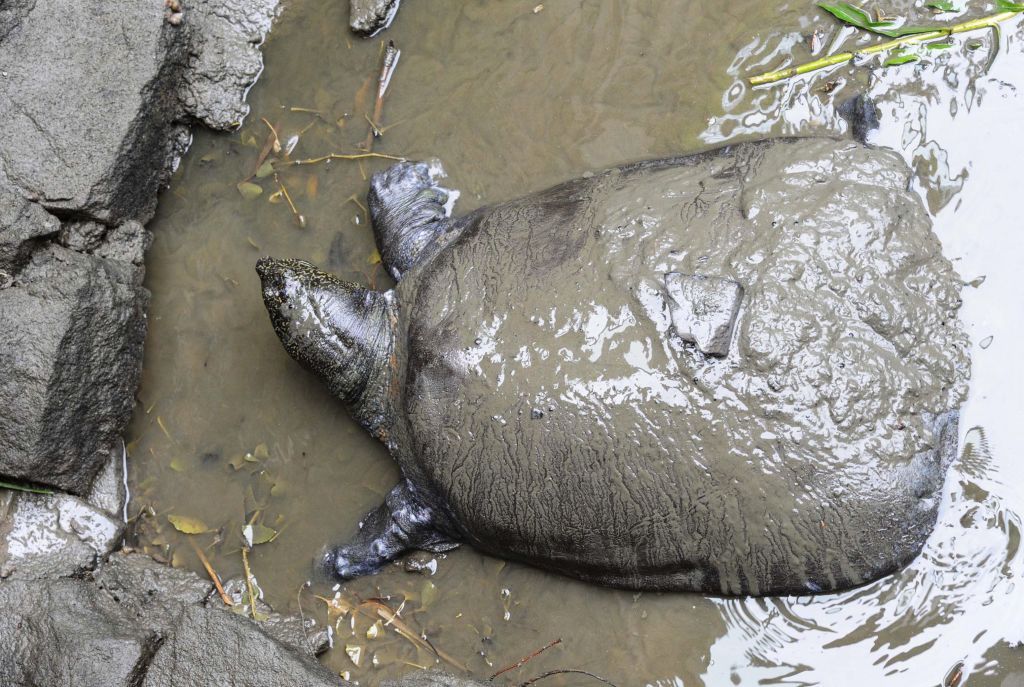 yangtze giant softshell turtle, rafetus swinhoei, turtle, endangered turtle