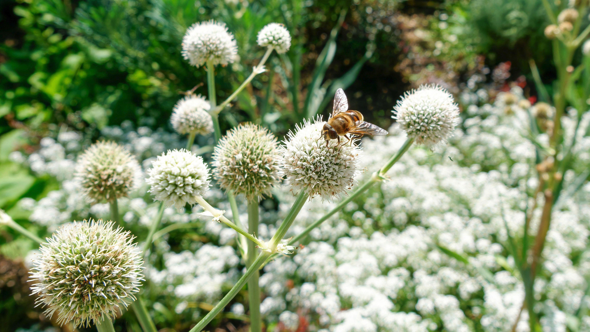 Hoverfly Pollinating Rattlesnake Master in a Summer Garden