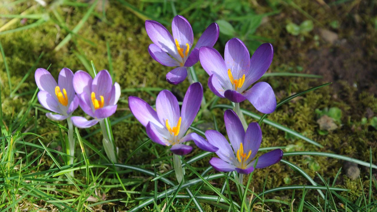 Crocus Tommasinianus &#039;Barr&#039;s Purple