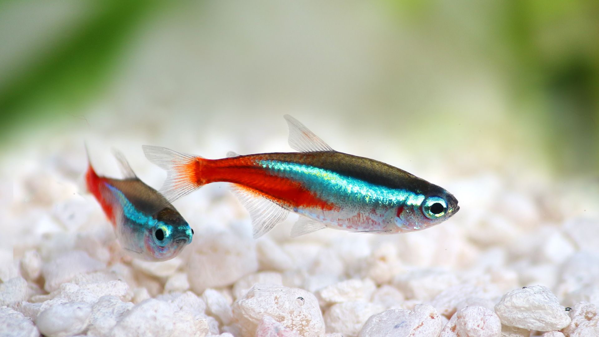 Neon tetras