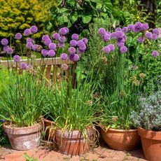 how long do alliums flower for Flowering alliums growing in pots