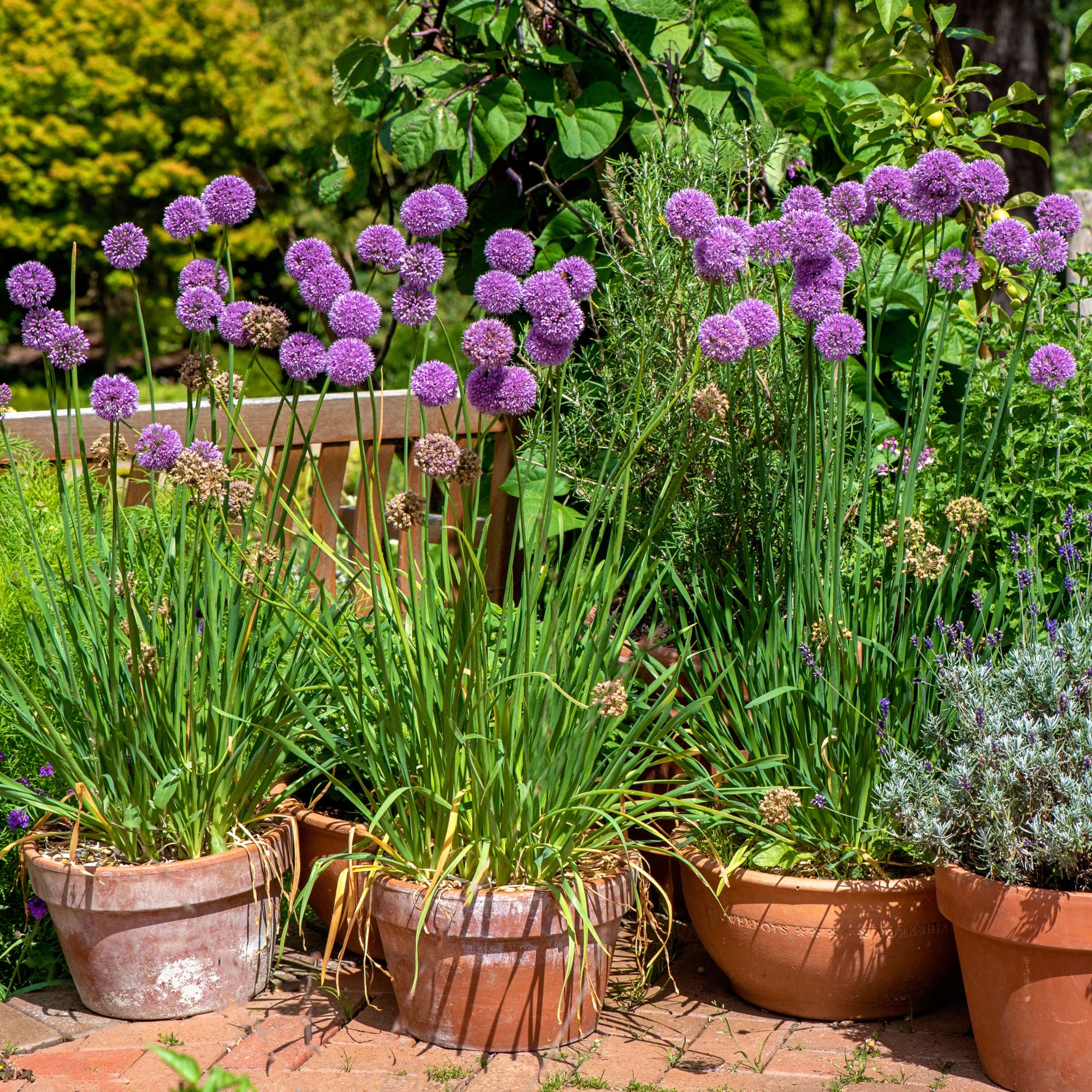 how long do alliums flower for Flowering alliums growing in pots