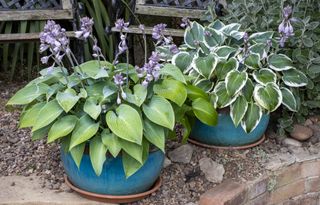 Two flowering hosta plants in blue glazed pots in a backyard
