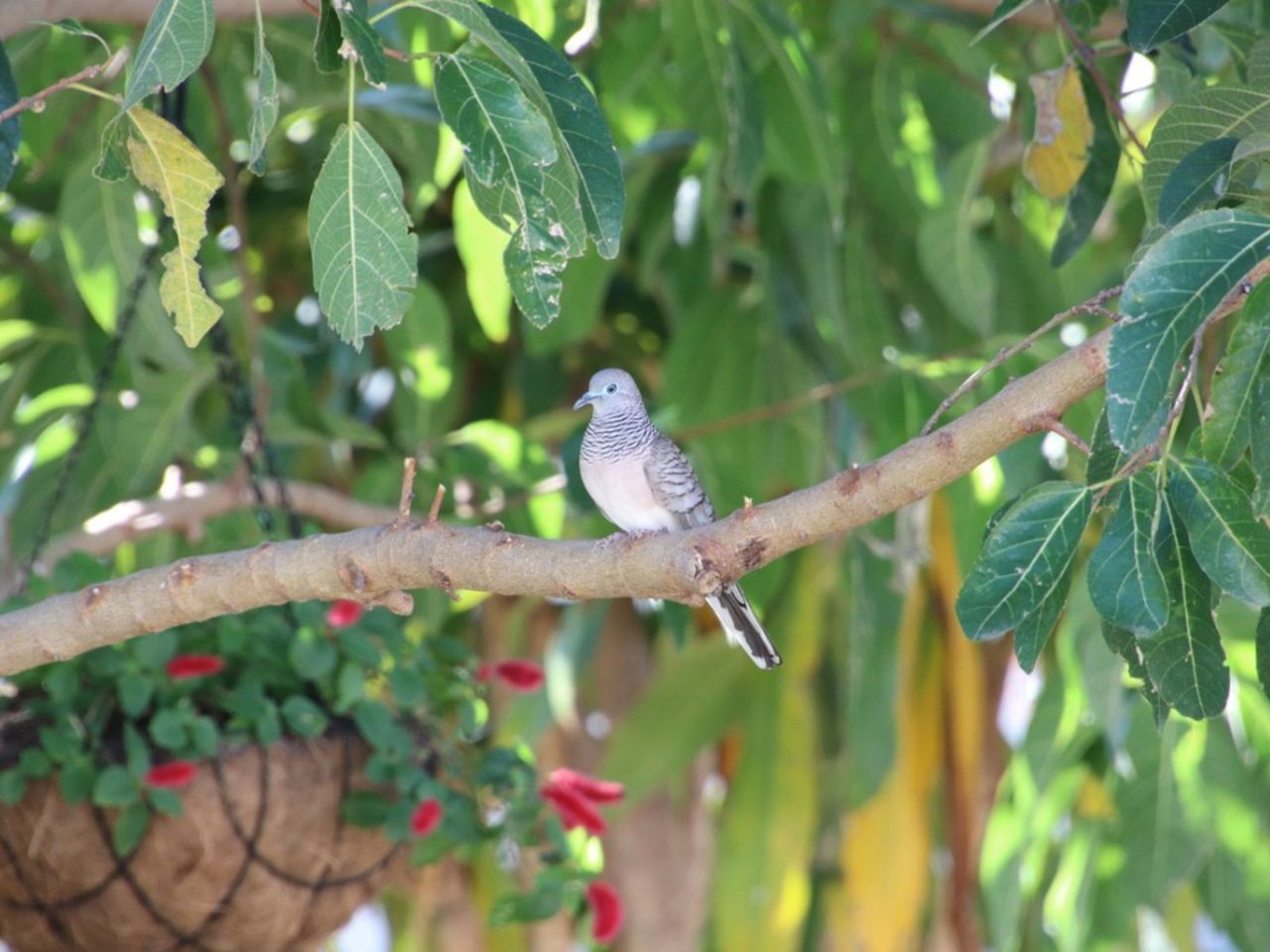 Bird On A Tree Branch Next To A Hanging Basket