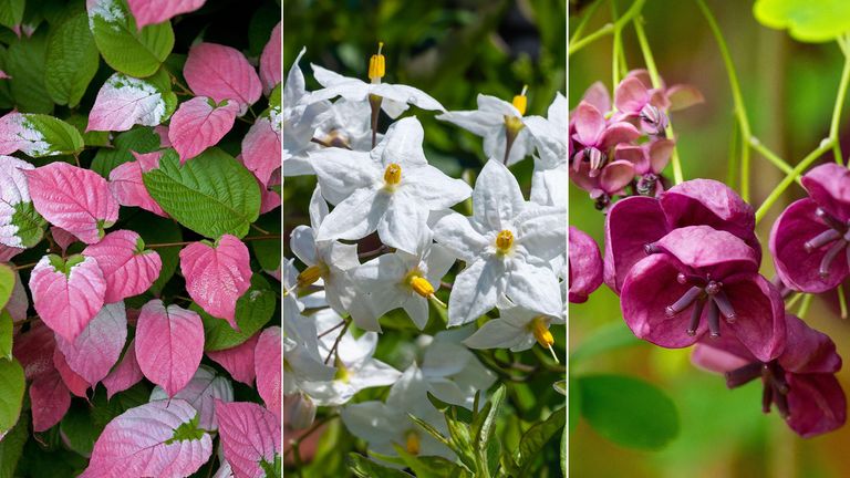 Fast-growing climbing plants: 10 options for speedy coverage