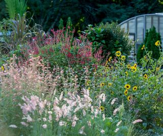 A pollinator-friendly garden showing many flowers and grasses, sunflowers in bloom