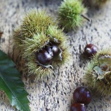 chestnuts with spines