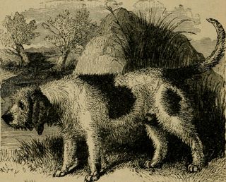 Uucihound. creasing, to the tip, which should be well pointed, whilst the root should be large carriage like that of all hounds. Coat hard, wiry, and abundant; the colours may be black, white, zxi^pale tan; mixed, or black pied, with the colours strongly Imked with white. The origin of this hound is uncertain, but he is most probably descended from the old Southern hound or Talbot.