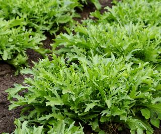 Curly endive plants growing in the garden