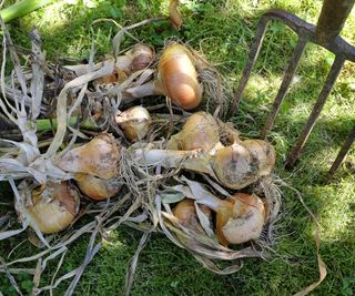 Onions laying on grass after being harvested with a fork
