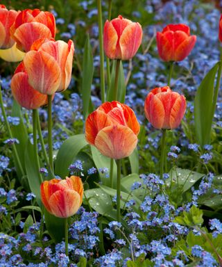 tulips planted among forget me nots