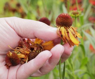 collecting seed heads