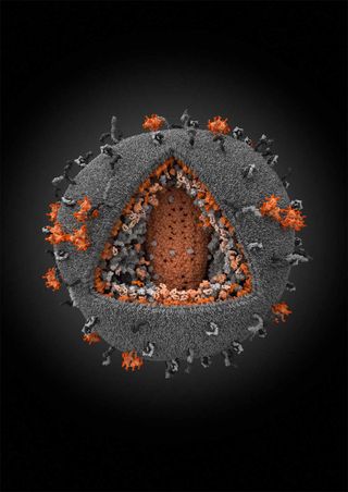 3-D illustration of HIV virus