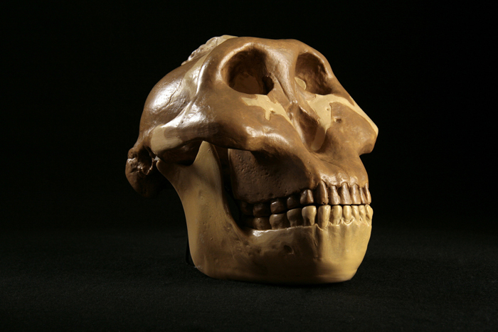 A skull of so-called ‘Nutcracker Man’ – hungry for anything.