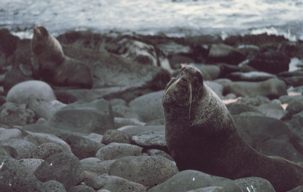 Fur seal