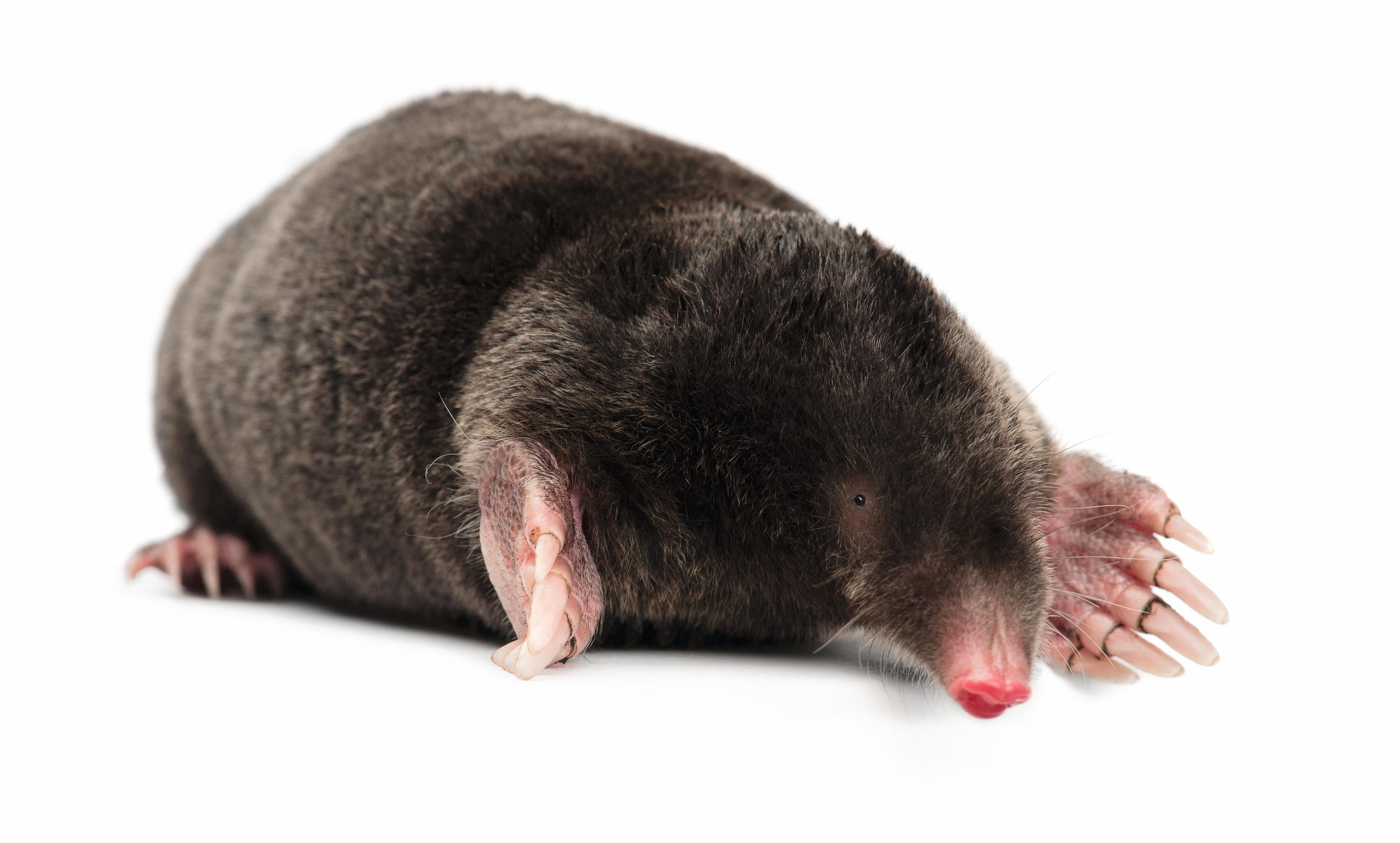 mole