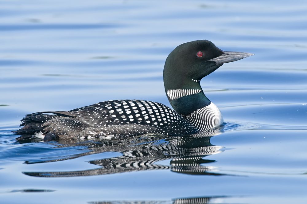 Common Loon Flying