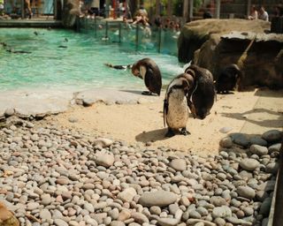 Penguins in an enclosure at a zoo