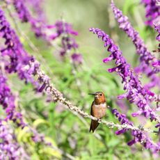 hummingbird sat on purple salvia plant
