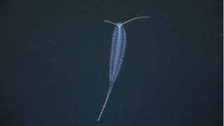 Tomopteris marine worm; segmented body with legs protruding out, two long antennas stretch out from its head and its tail is multicolored against the dark sea that surrounds it.