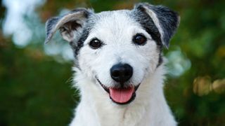 Crate games for dogs: Close up of happy small white and grey dog with mouth open and tongue out