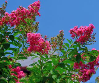 crepe myrtle flowers against blue sky
