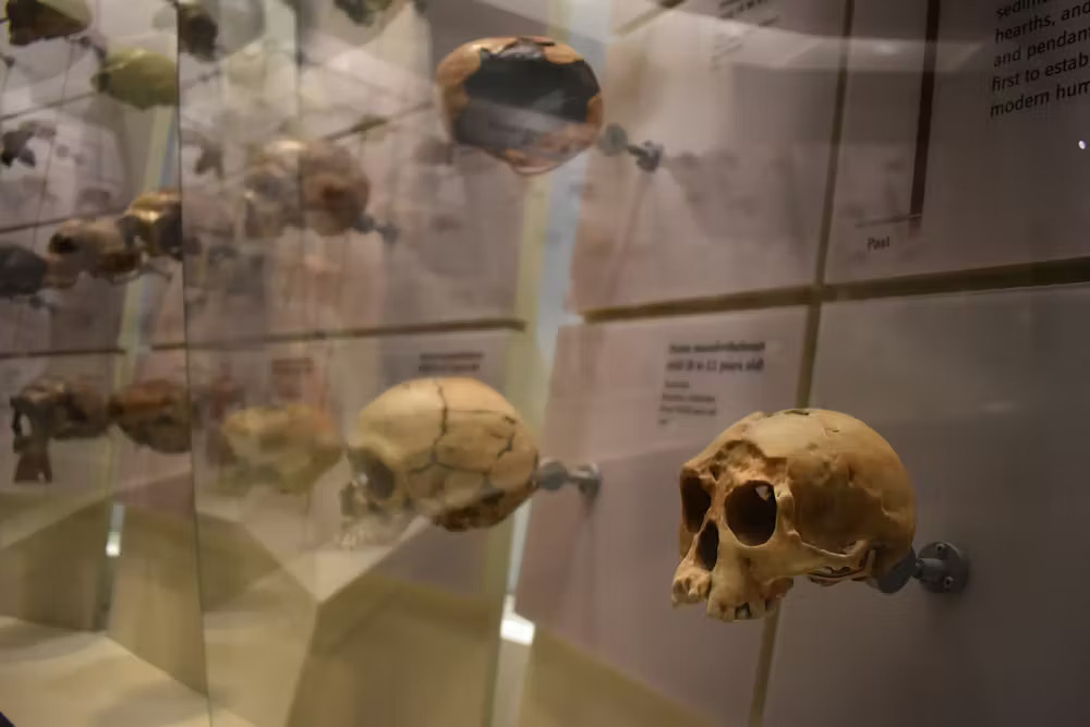 Several skulls from different human species are seen in a display case at a museum.