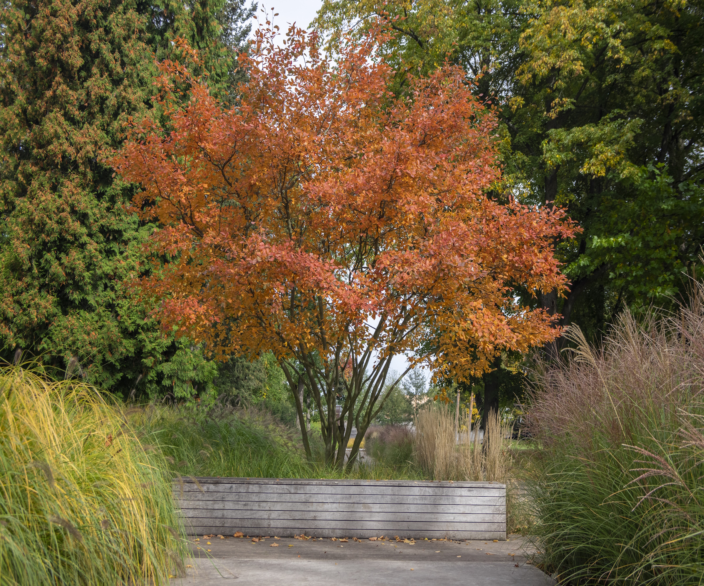 Amelanchier tree garden