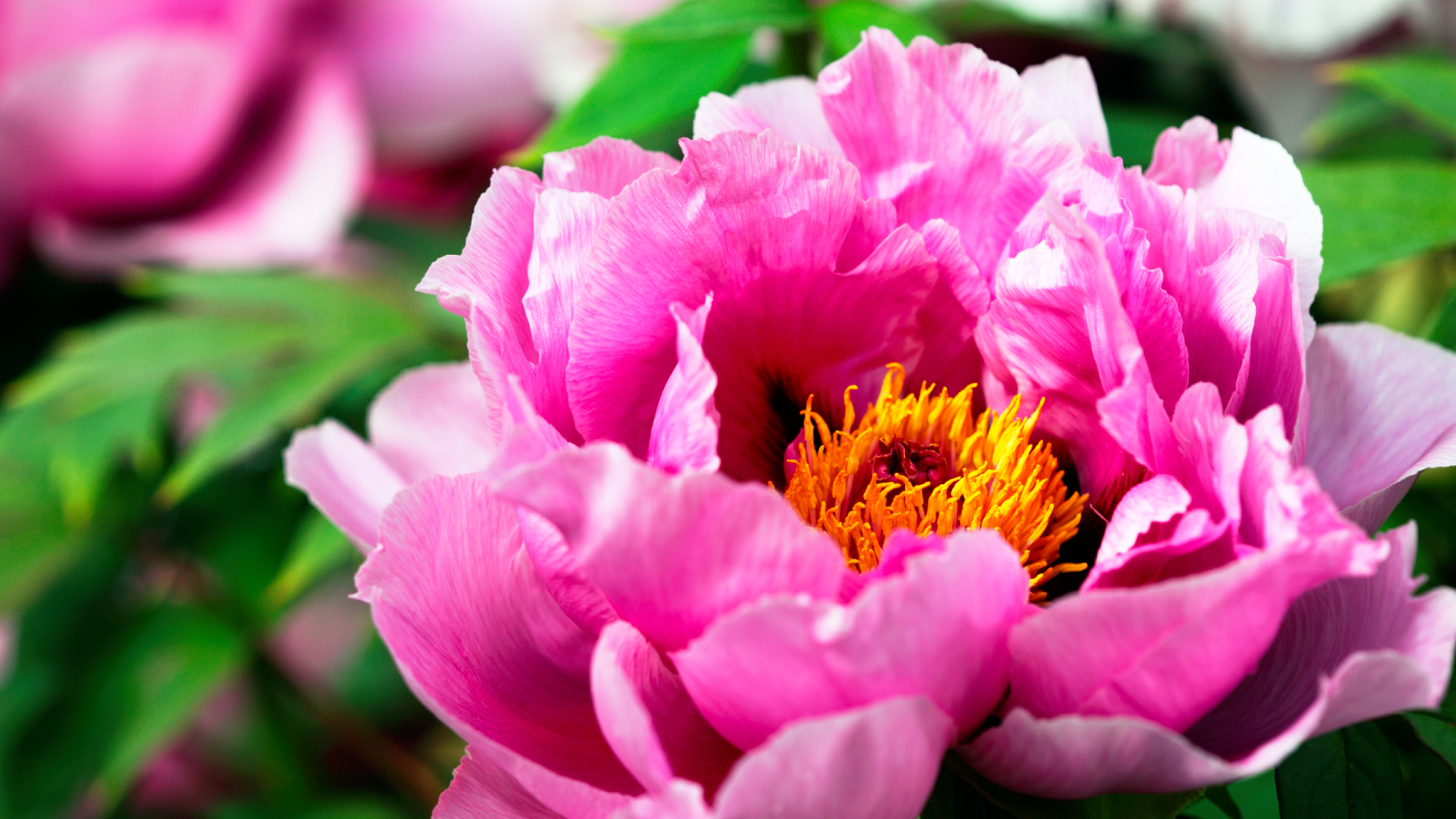 pink peony bloom, one of the best flowers to plant in fall