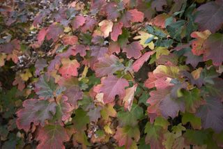 oakleaf hydrangea during fall