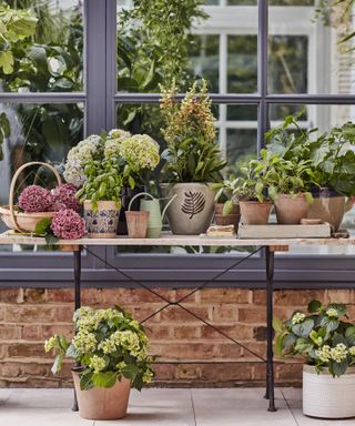 Gardening therapy: Royal Horticultural Society reveals garden greenery is supporting our wellbeing, at a time where we need it the most