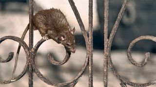 A brown rat clings to a rusty iron fence and looks down.